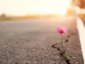 Ein zartes rosa Blümchen kämpft sich durch einen Riss im Asphalt. Ein Symbol der Hoffnung auf steinigen Wegen, das im warmen Abendlicht erstrahlt.